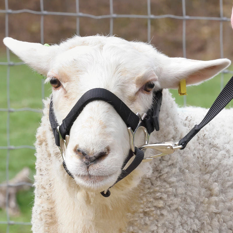 Chevalier Nylon Goat or Sheep Halter