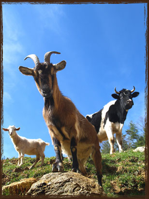 Takanini Goat Pellet 20 kg