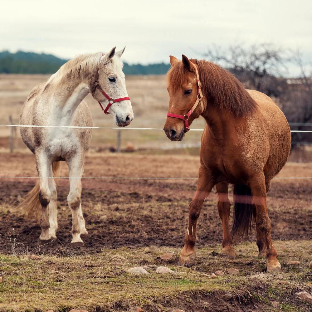 Skin and Hoof Spa