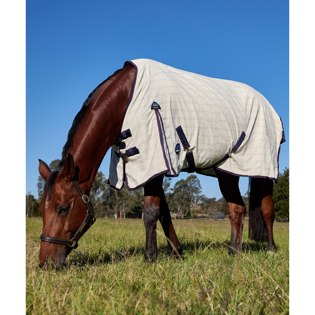 Weatherbeeta Summer Sheet Rug 2025