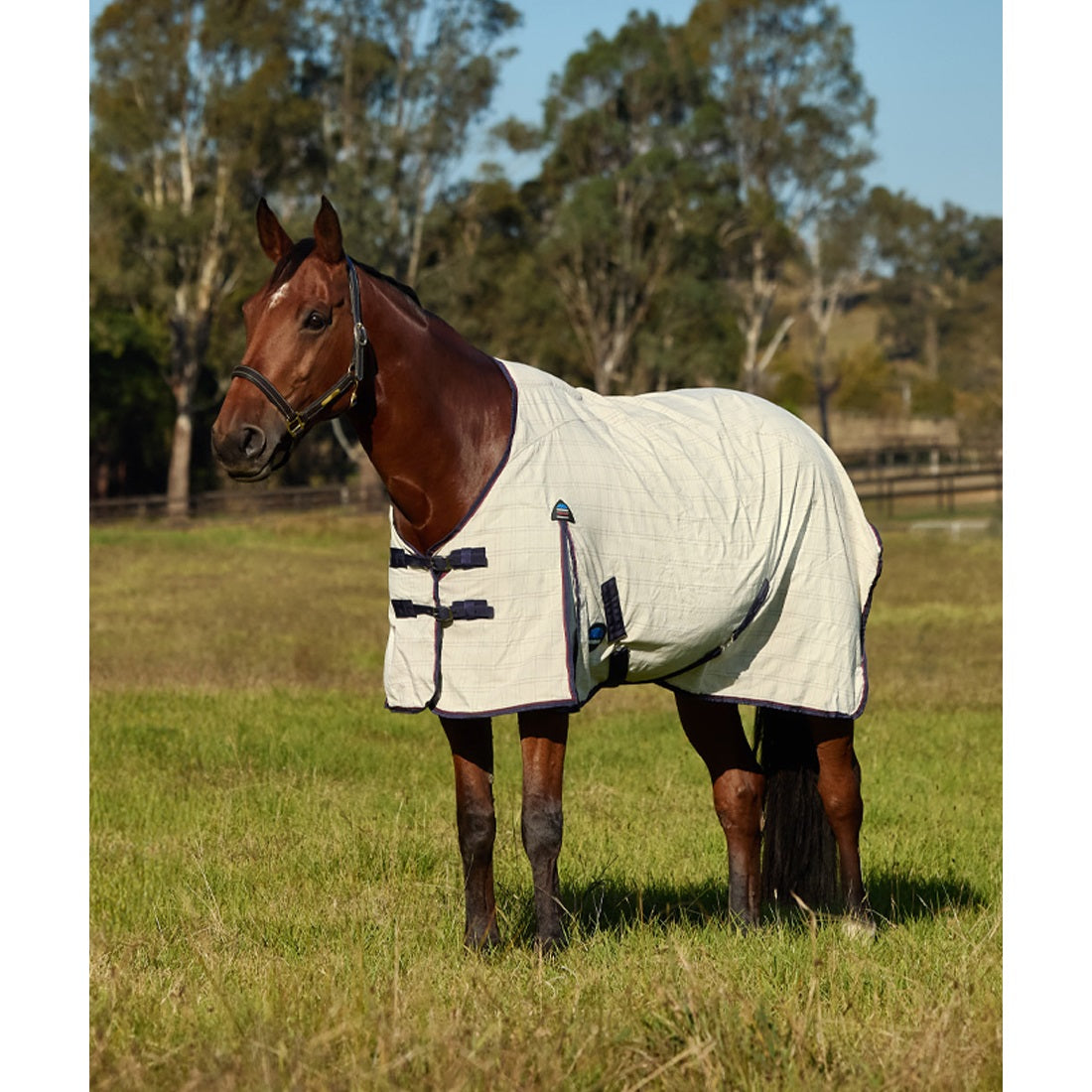 Weatherbeeta Summer Sheet Rug 2025