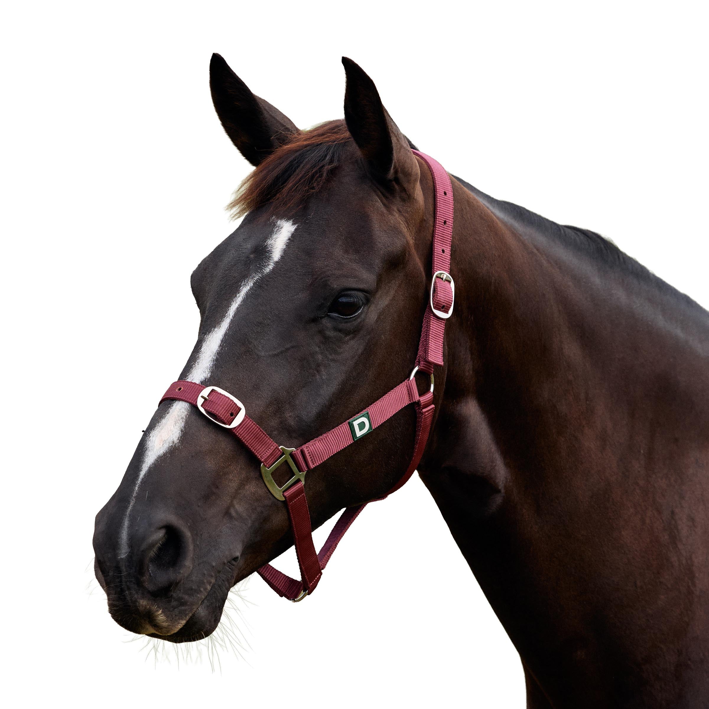 Dublin Everyday Headcollar
