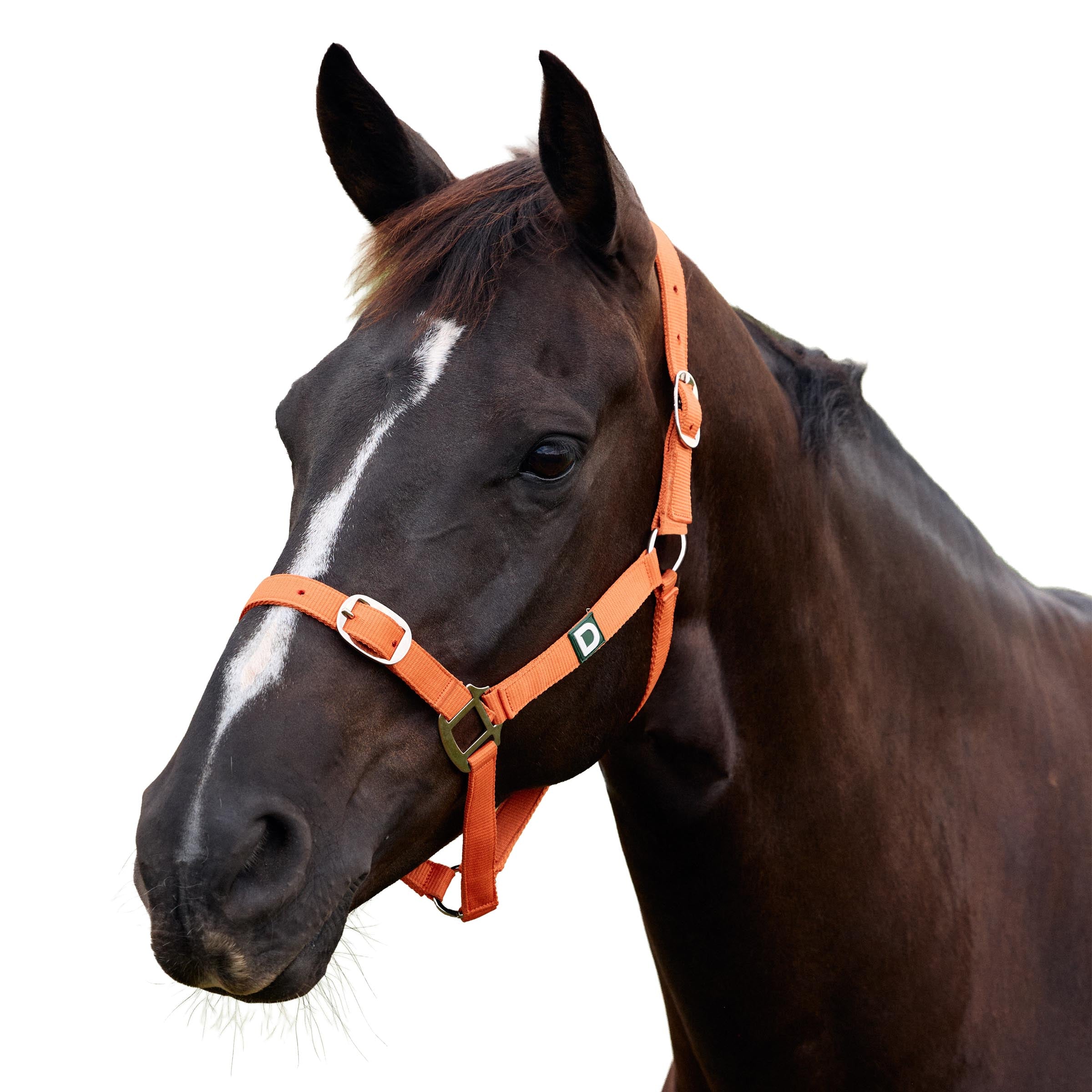 Dublin Everyday Headcollar