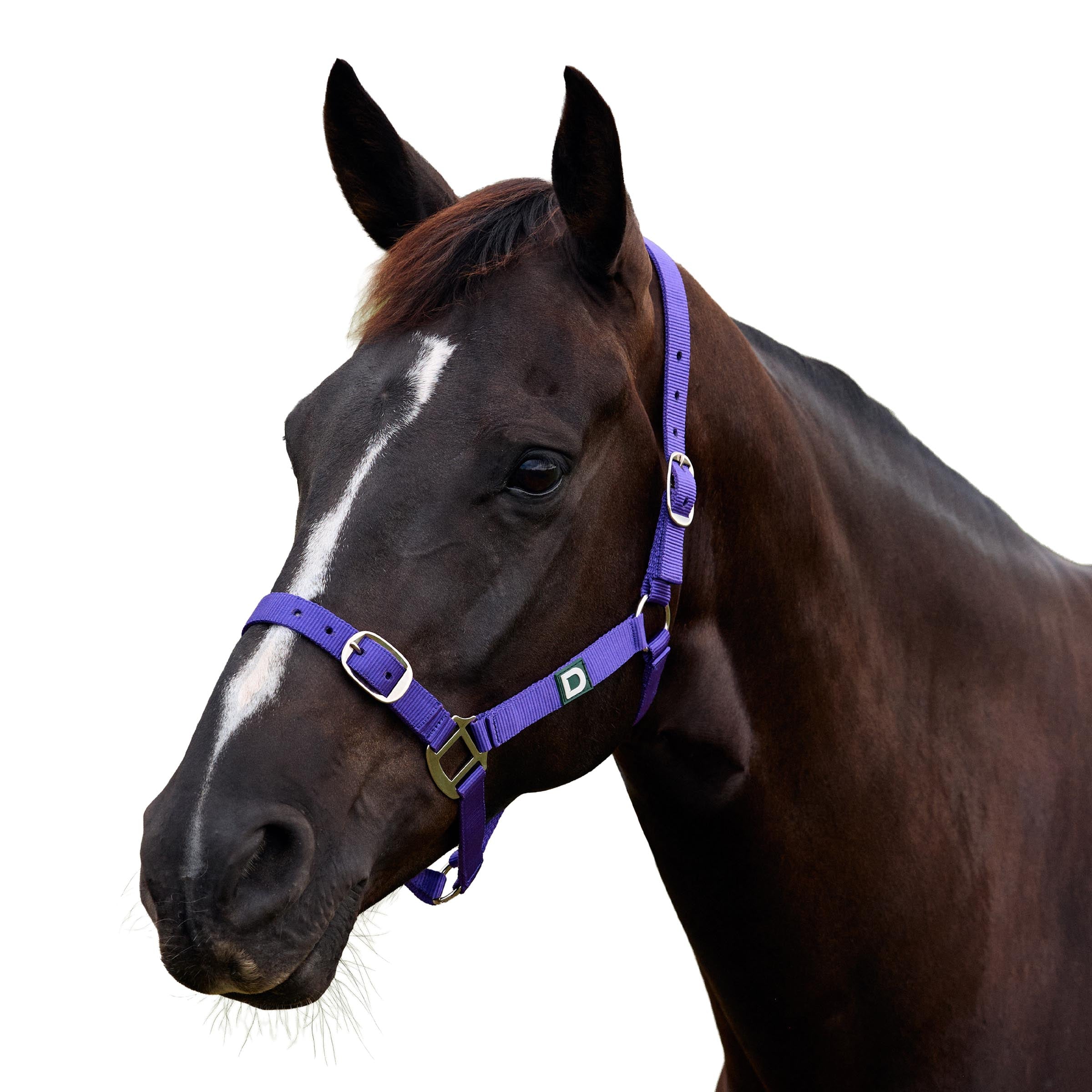Dublin Everyday Headcollar