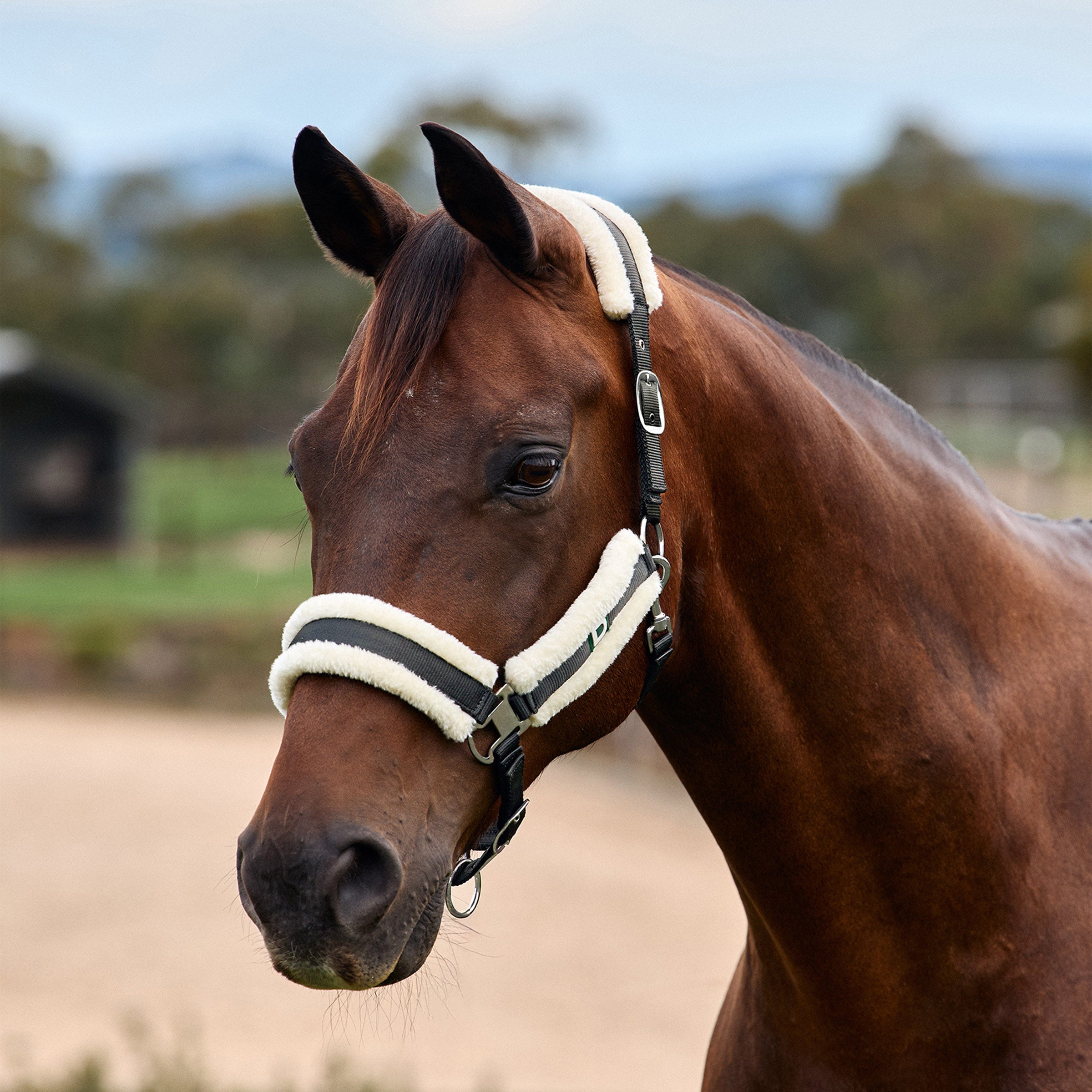 Dublin Soft Fit Headcollar