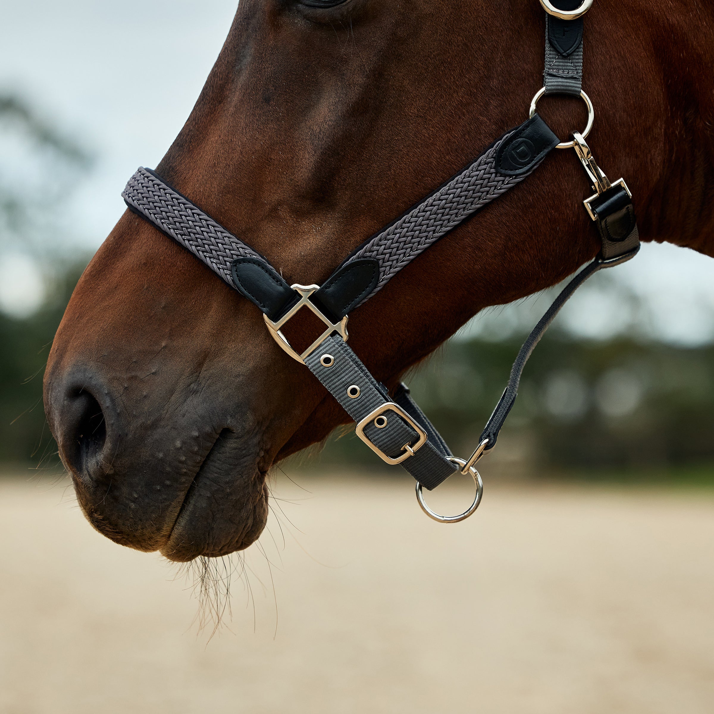 Dublin Braided Headcollar