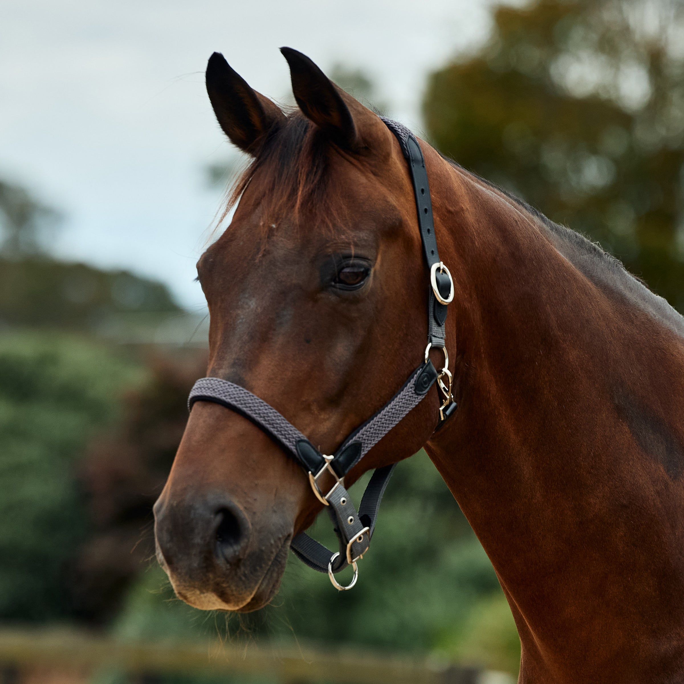 Dublin Braided Headcollar