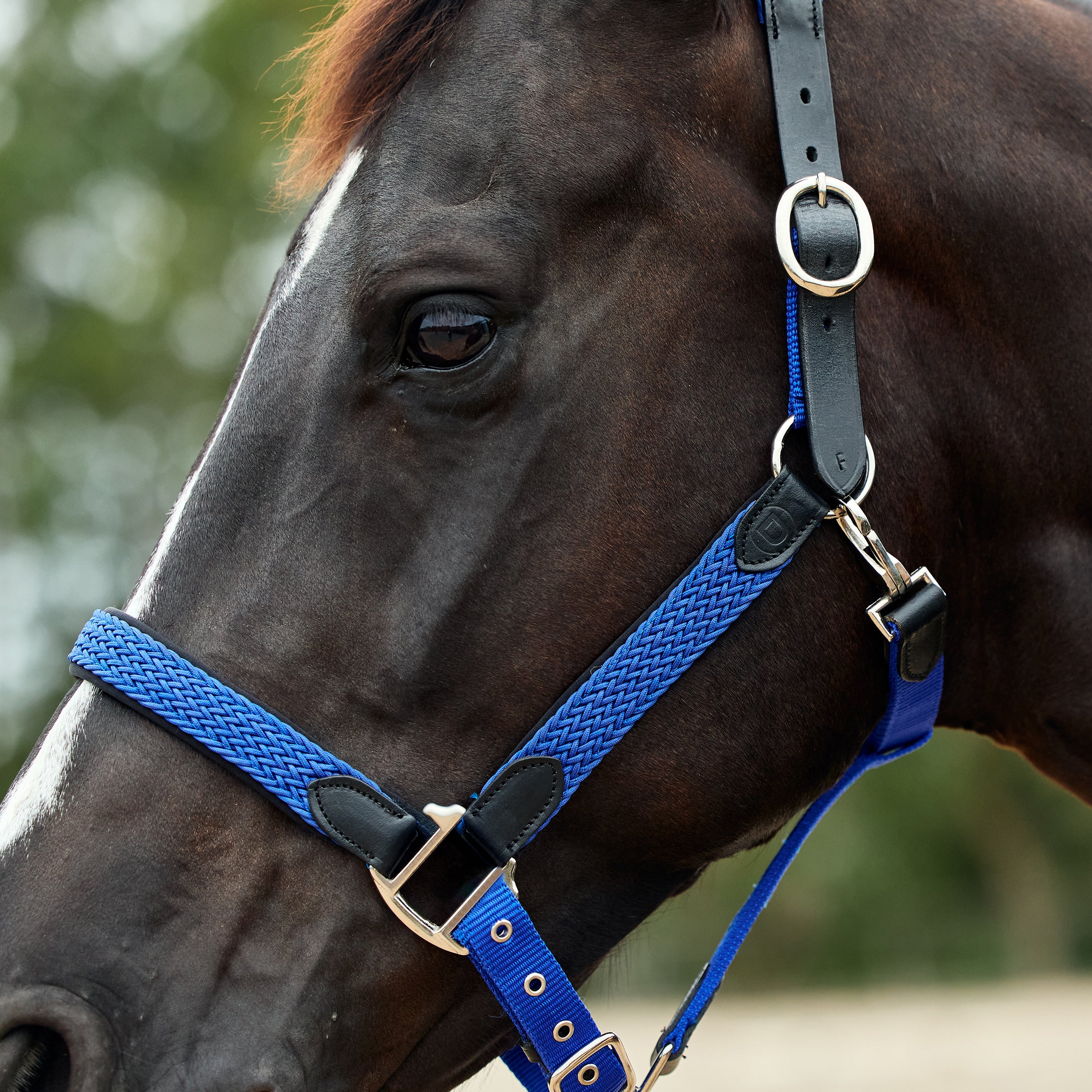 Dublin Braided Headcollar