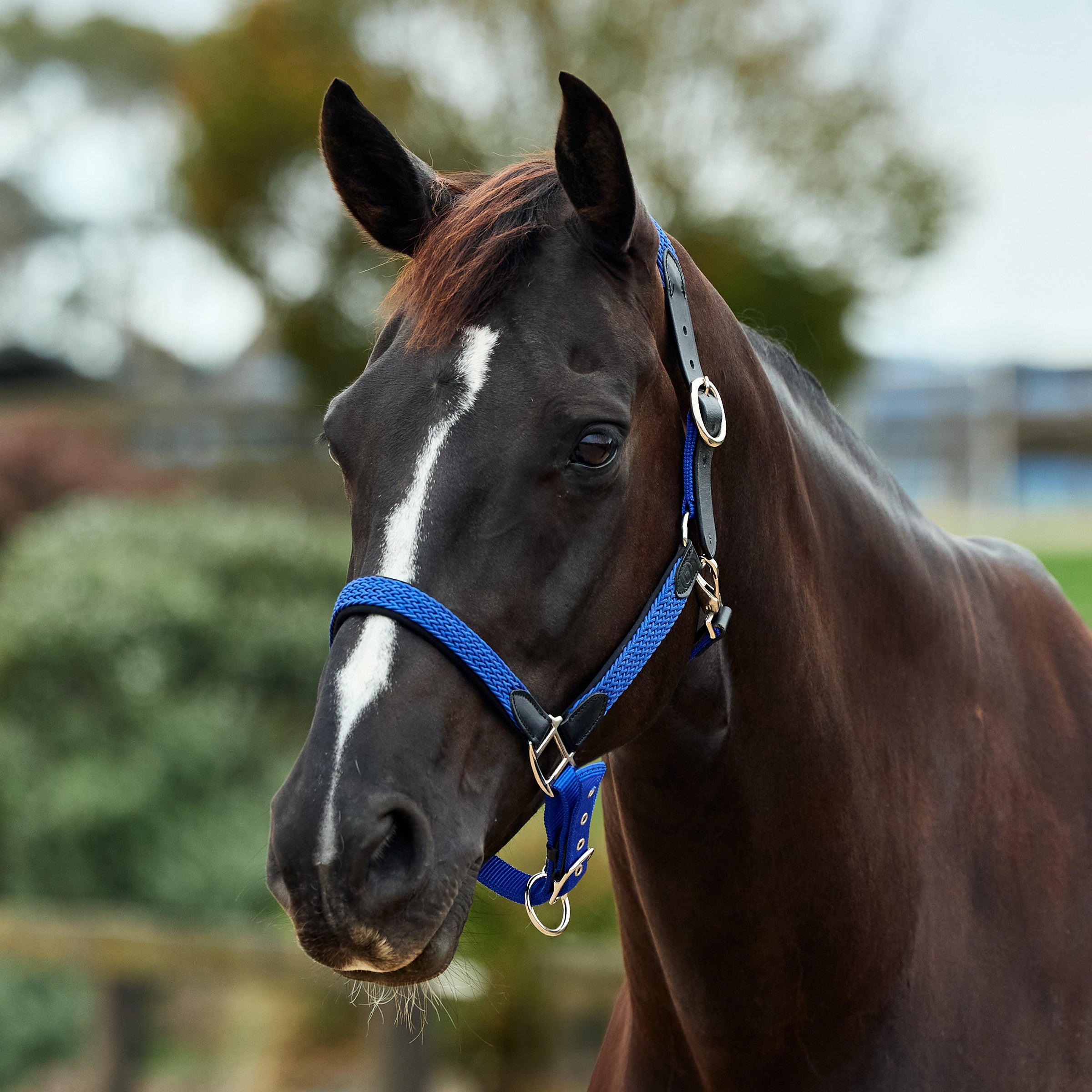 Dublin Braided Headcollar