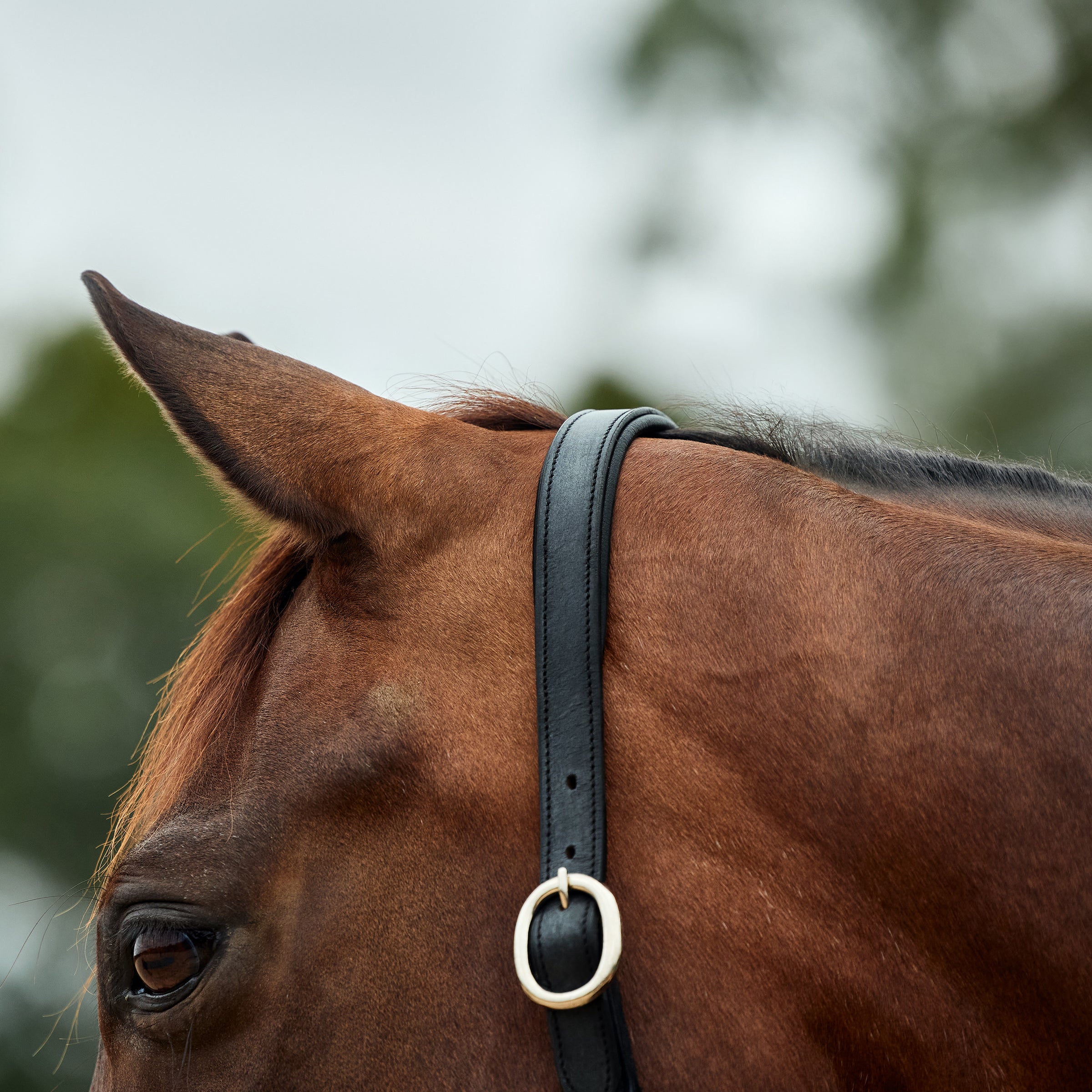 Dublin Leather Rope Halter
