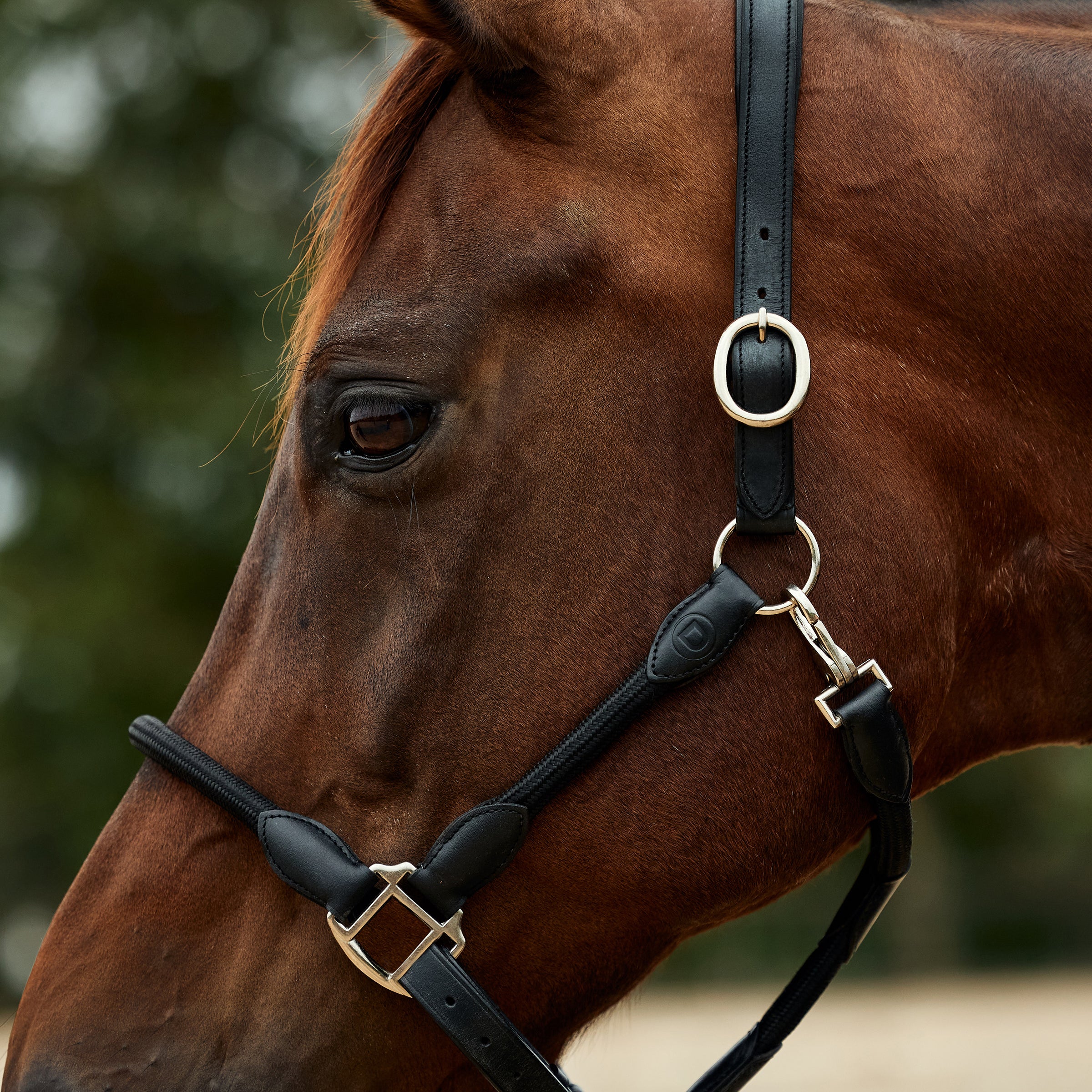 Dublin Leather Rope Halter