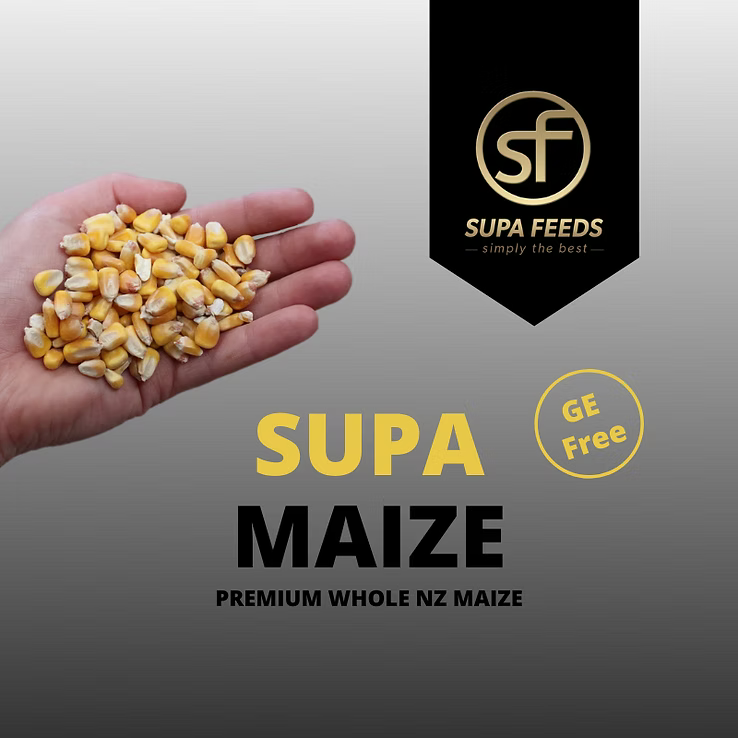 Maize - Whole