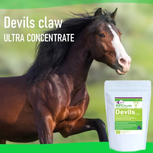 NPC Devils Claw Extract Powder