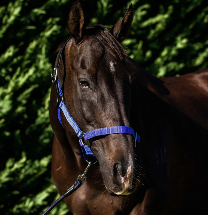 Flair Breakaway Halter