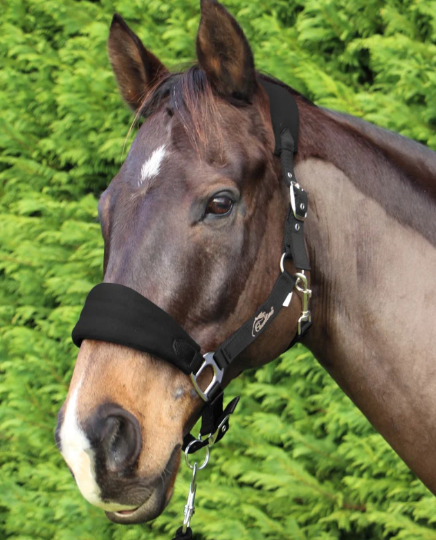Cavallino Padded Web Halter + Lead Set