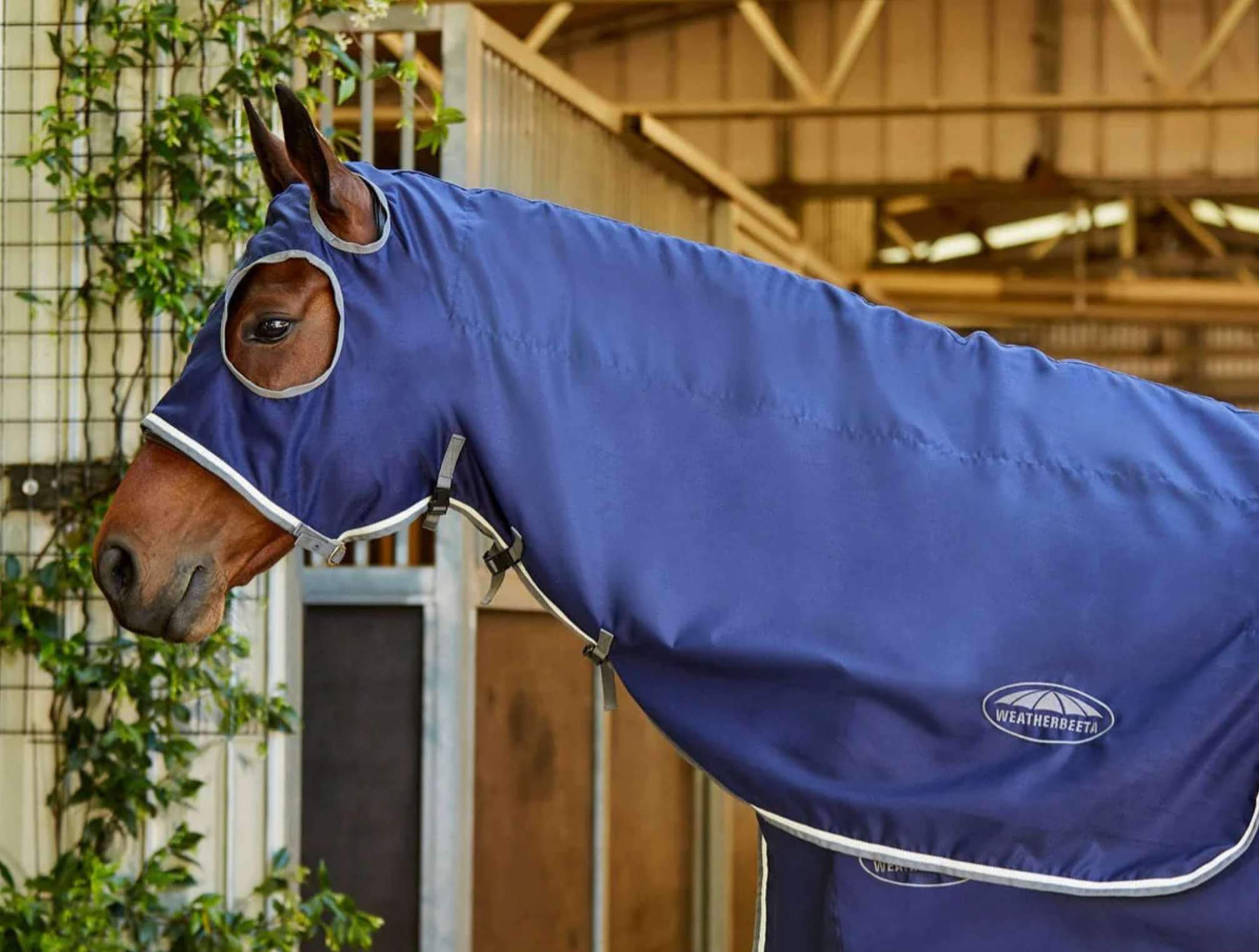 Weatherbeeta Show Hood 2025