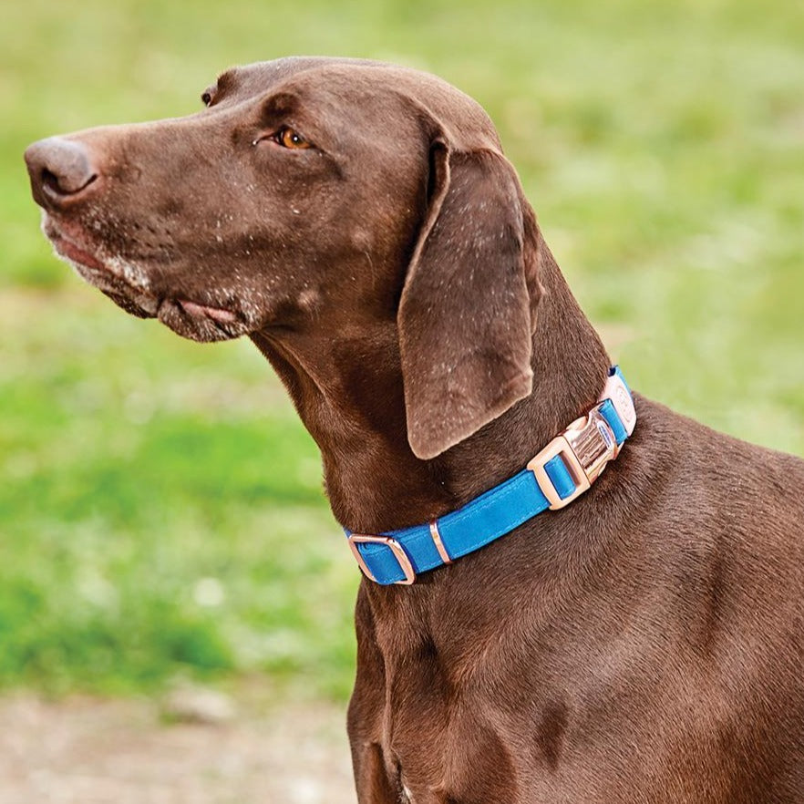 Weatherbeeta Elegance Dog Collar