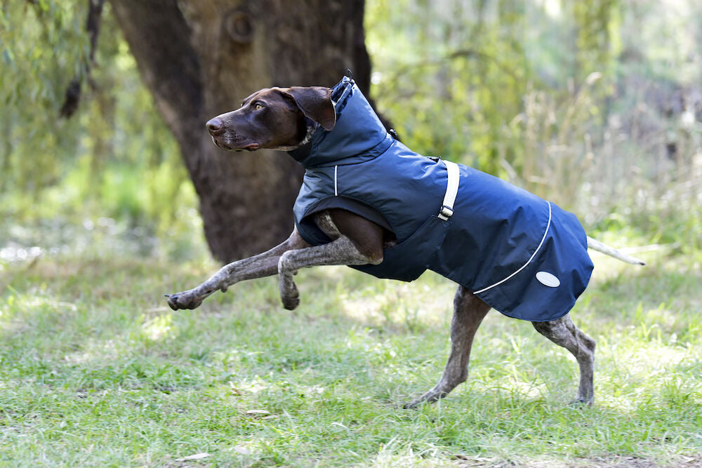 WB Explorer Medium Dog Coat