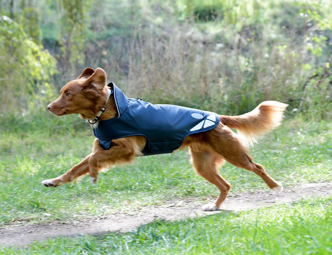 WB Explorer Lite Dog Coat