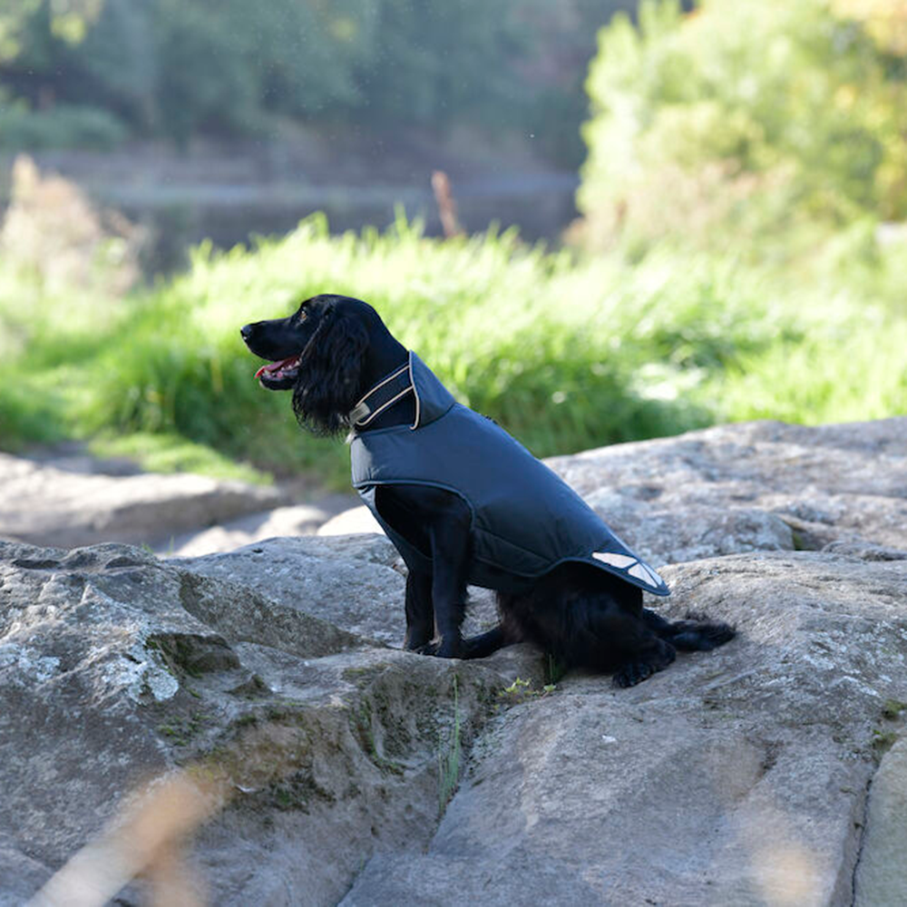 View of Weatherbeeta Explorer Lite Dog Coat — Horselands
