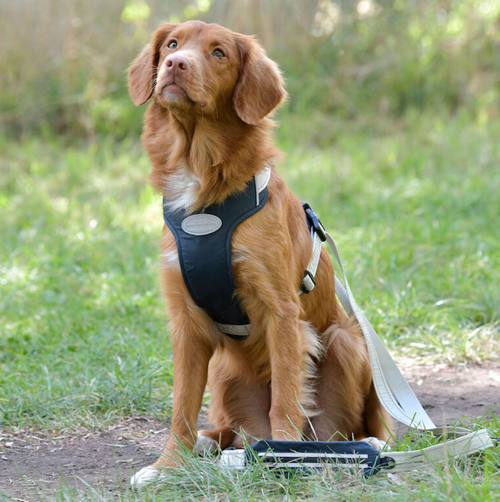 WB Explorer Dog Harness