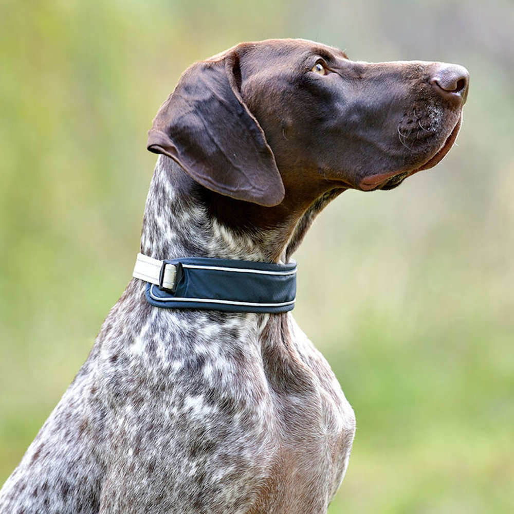 WB Explorer Dog Collar
