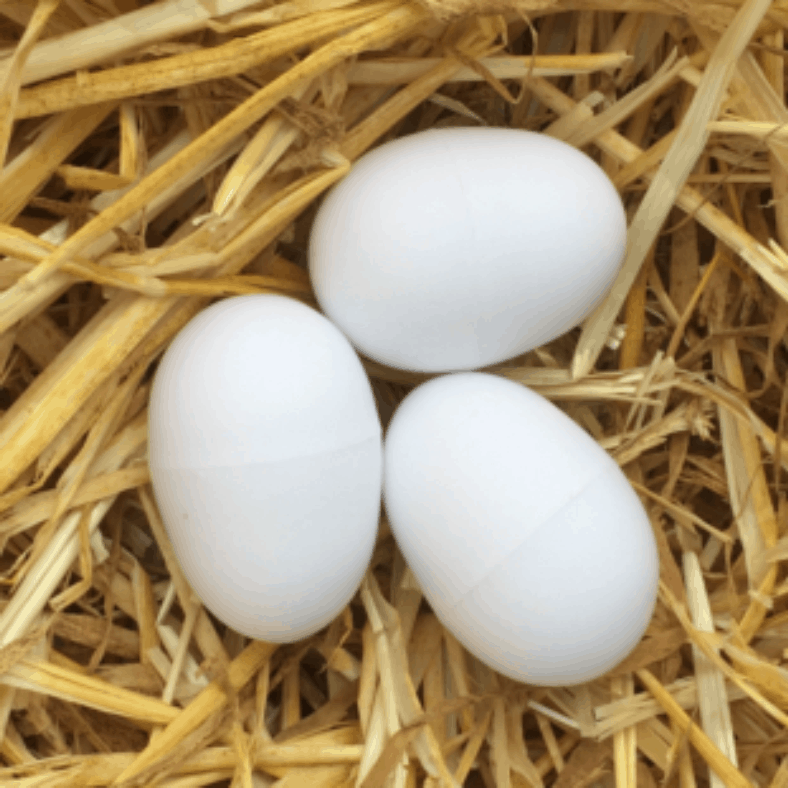 Plastic Brood Eggs
