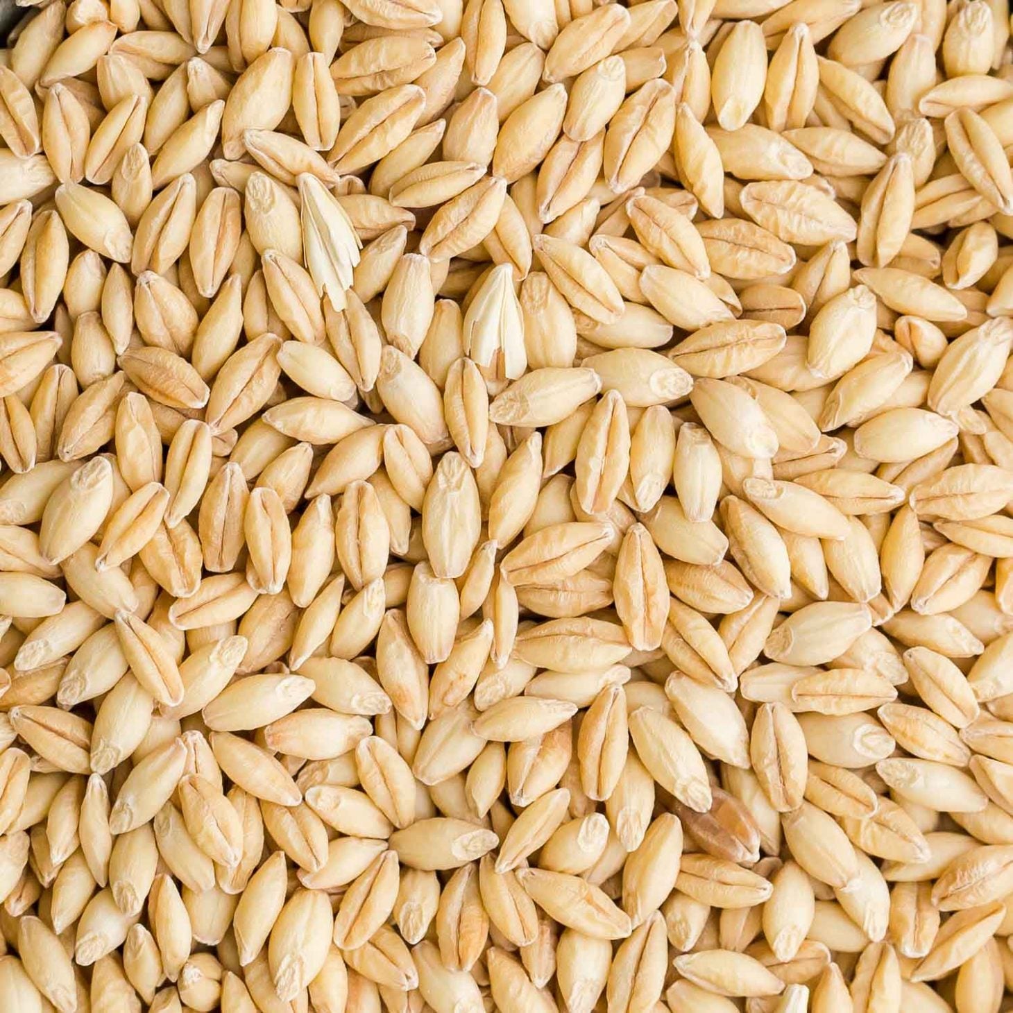 Barley - Whole